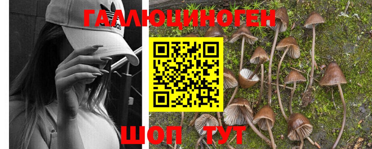 Галлюциногенные грибы Psilocybe Нарткала
